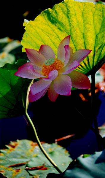 0205ph004