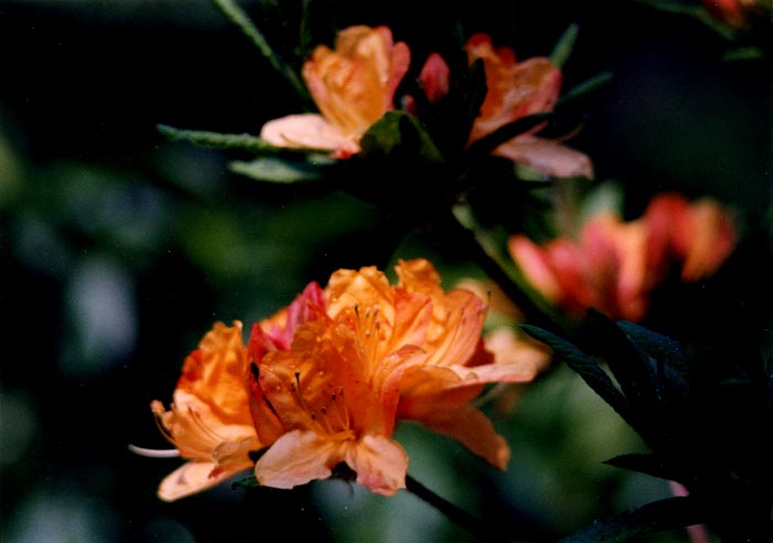 0205ph009