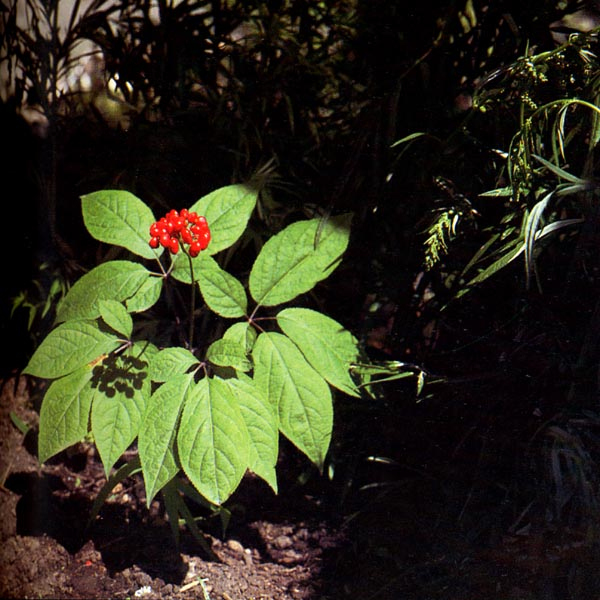 0205ph019